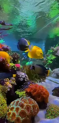Introducing a live wallpaper for your phone that features a vibrant fish tank filled with diverse marine life