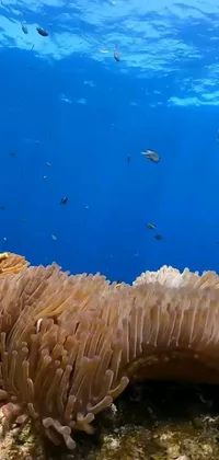 Transform your phone’s home screen with this live wallpaper capturing the stunning beauty of a sea anemone on a coral reef