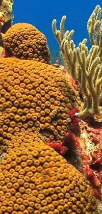 This live wallpaper showcases a lively and colorful scene of corals perched atop a reef in the Caribbean