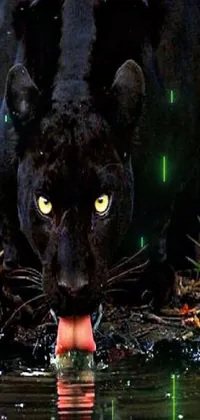 This stunning phone live wallpaper depicts a fierce black leopard drinking water from a pond in the midst of a lush green jungle