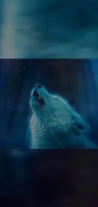 Water Polar Bear Azure Live Wallpaper