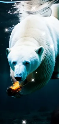 Water Polar Bear Azure Live Wallpaper
