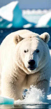 Water Polar Bear Carnivore Live Wallpaper