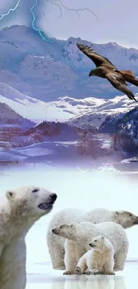 Polar Bears Family Live Wallpaper