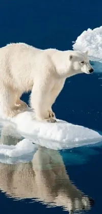 Water Polar Bear Liquid Live Wallpaper
