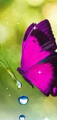 Water Pollinator Insect Live Wallpaper