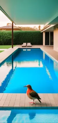Water Property Swimming Pool Live Wallpaper