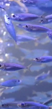 This live wallpaper showcases a group of beautiful fish swimming in peaceful waters