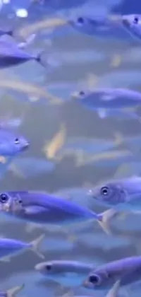 Get mesmerized by this beautiful phone live wallpaper featuring a group of cobalt colored fish swimming underwater