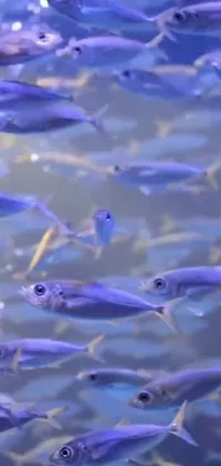 This stunning phone live wallpaper features a captivating school of fish swimming in clear water, set against a striking cobalt blue background