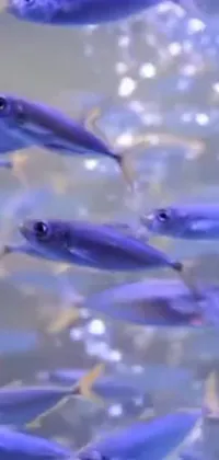 This stunning live wallpaper features a group of colorful fish swimming gracefully in a crystal clear body of water
