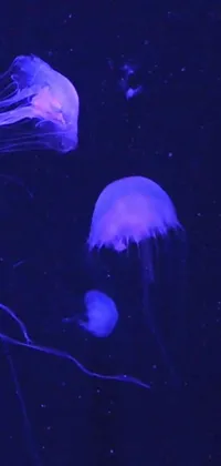 This phone's live wallpaper features floating jellyfish on a body of water, with cool purple slate blue lighting set against biodome vibes, and subtle waves rippling through it