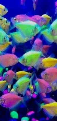 This vibrantly colorful and dynamic phone live wallpaper features a large collection of swimming fish in an aquarium, accompanied by a rainbow sheen and neon atmosphere