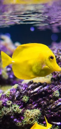 This live wallpaper showcases two vibrant yellow fish swimming in a colorful tank against a purple backdrop