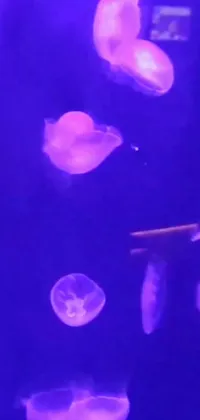This stunning live wallpaper features a group of gracefully moving jellyfish swimming in a tranquil aquarium with a hologram animation, soothing soft purple glow, and fun emoji icons like the flamingo and planet