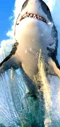 This phone live wallpaper features a great white shark jumping out of the water in a dynamic closeup shot on webcam