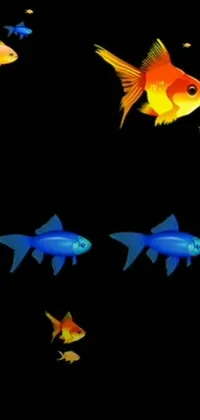 This realistic live wallpaper displays a school of swimming fish in crystal-clear 240p quality against a sleek black background