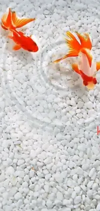 This phone live wallpaper is a peaceful scene of two fish swimming in water with white stones at the bottom of the pond
