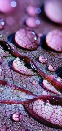 This phone live wallpaper features a beautiful macro photograph of a leaf with water droplets