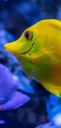 Get lost in an underwater wonderland with this exquisite live wallpaper featuring two cheerful fish swimming in a stunning aquarium