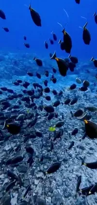 Water Reef Blue Live Wallpaper