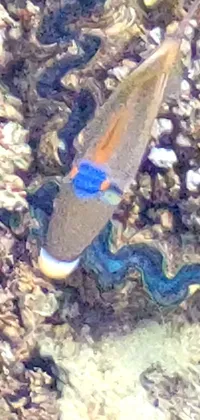 This phone live wallpaper showcases a close up of a serene blue ethereal eel resting on a rocky surface