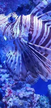 This live wallpaper for your phone showcases a gorgeous lion fish in a brightly lit aquarium