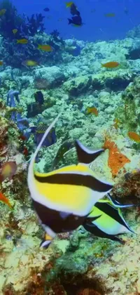 This live wallpaper features a group of fish swimming in a colorful coral reef backdrop that creates a mesmerizing underwater world display for your phone screen