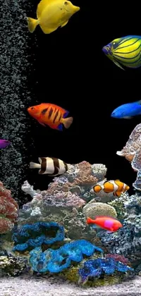 This phone live wallpaper boasts an eye-catching group of fish swimming in an aquarium with a close-up shot