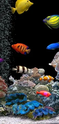 Water Reef Underwater Live Wallpaper