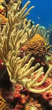 Water Reef Underwater Live Wallpaper