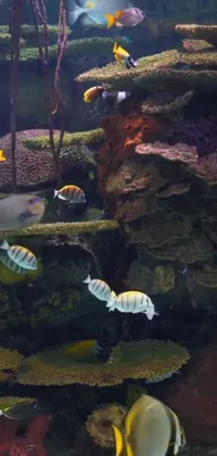 Transform your phone screen into an underwater utopia with our stunning live wallpaper