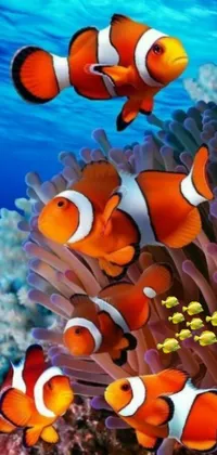 Bring the ocean to your phone with this vibrant live wallpaper! Featuring a group of clown fish swimming through crystal-clear waters, this wallpaper is full of color and energy