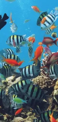 This phone live wallpaper features a stunning display of colorful marine life in the ocean