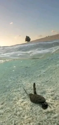 This live wallpaper features a realistic depiction of a turtle resting on a sandy beach, while the surrounding waves crash gently against the shore