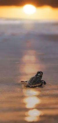 This phone live wallpaper features a delightful image of a small turtle resting on a sandy tropical beach