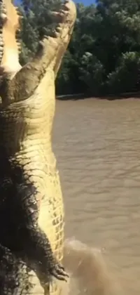 Water Reptile Crocodile Live Wallpaper