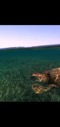 This phone live wallpaper showcases a stunning animation of a turtle elegantly swimming in clear blue water