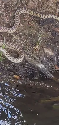 This live phone wallpaper features a stunning scene of a snake lounging in a stream