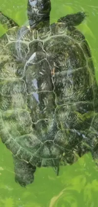 This live wallpaper for your phone showcases a beautiful hurufiyya turtle swimming in a peaceful body of water