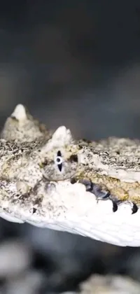 Water Reptile Invertebrate Live Wallpaper