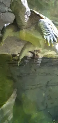 Water Reptile Organism Live Wallpaper