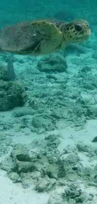 Introducing a stunning live wallpaper for your phone featuring a slow-moving sea turtle swimming in crystal clear waters along vibrant coral reefs