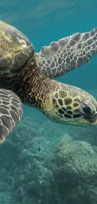 This stunning phone live wallpaper highlights the beauty of the ocean with a close-up shot of a swimming turtle