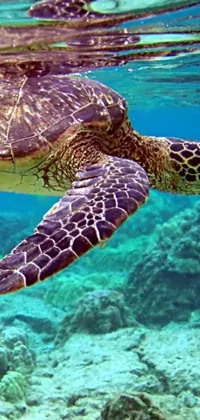 This stunning live wallpaper depicts a close-up of a turtle swimming in the ocean