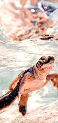 This phone live wallpaper depicts a baby turtle swimming in the ocean with a gorgeous view of the water