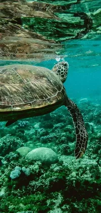 Enjoy the serenity of nature on your phone's screen with this eco-friendly live wallpaper featuring a swimming turtle in crystal clear waters surrounded by a vibrant tropical reef