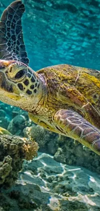 This phone live wallpaper showcases a beautiful green sea turtle swimming in the ocean accompanied by stunning coral reefs that glitter like precious gemstones