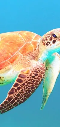 This live wallpaper features a close up of a turtle swimming in crystal clear water