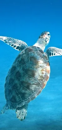 This live wallpaper showcases a captivating underwater scene featuring a turtle in motion